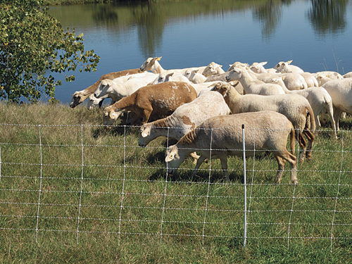 Temporary Grazing